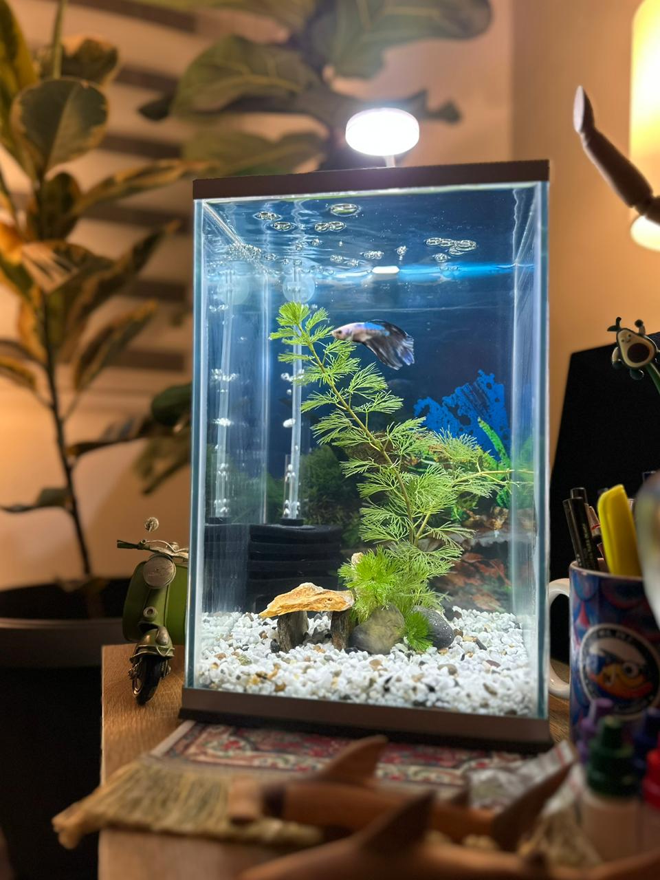 Kit Acuario Completo E0