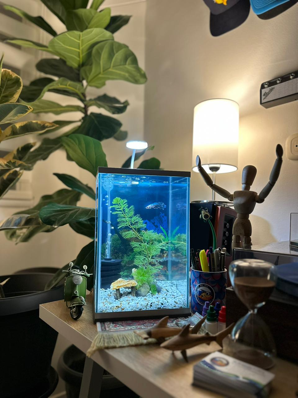 Kit Acuario Completo E0