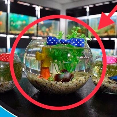 Kit B2 Pecera Completa Tipo Bombonera