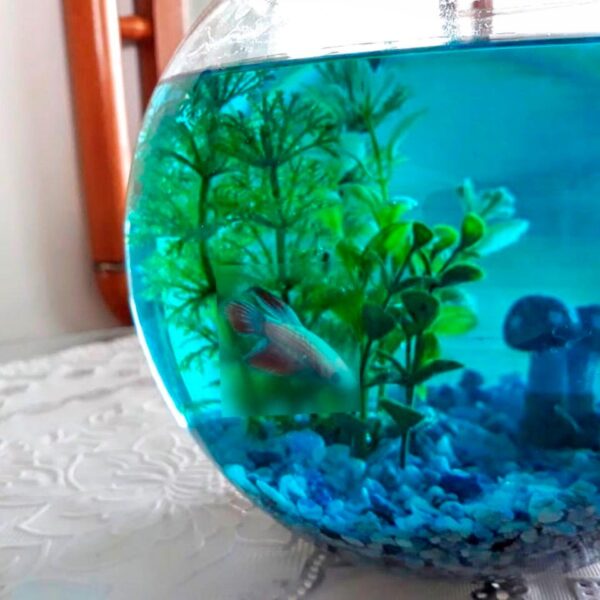 Kit B3 Pecera Completa Tipo Bombonera