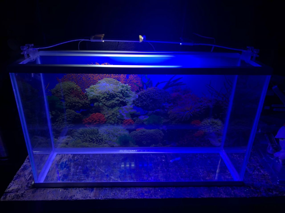 Lámpara de Clip con Luz Azul y Blanca