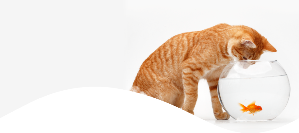 Peceras Www Mrpez Co