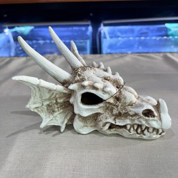 Cráneo Dragón de Fuego